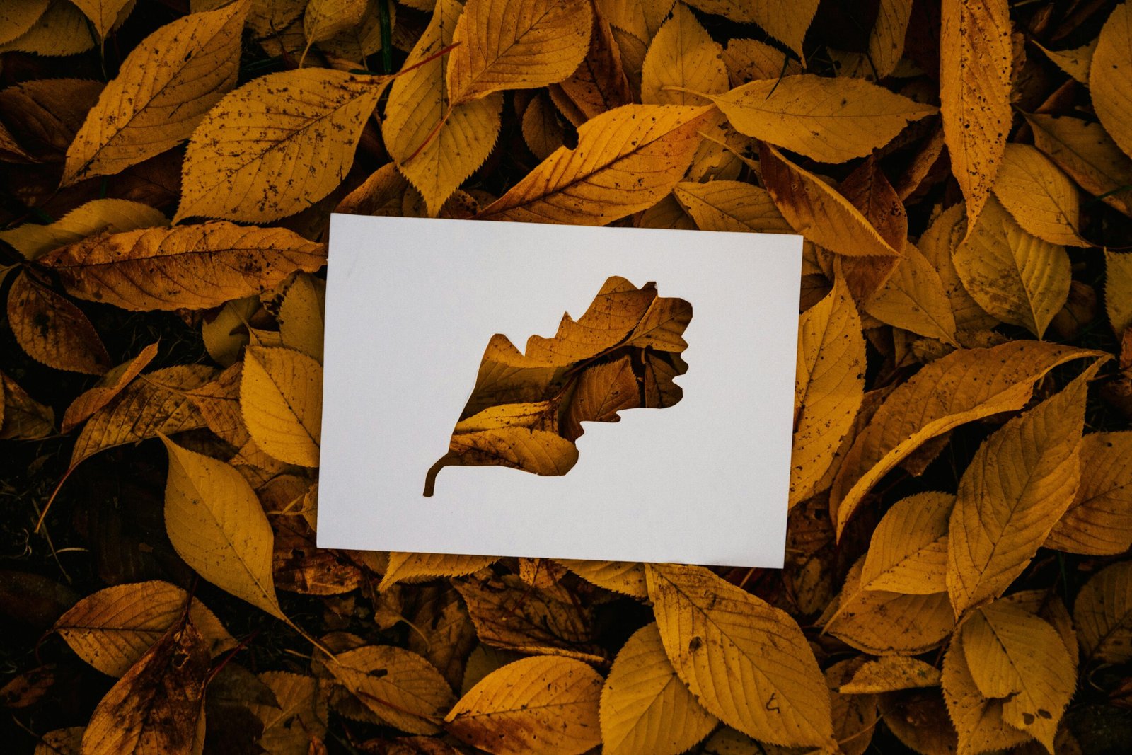 Art Automnal : 10 Idées de Collages de Feuilles Colorées à Réaliser avec les Enfants